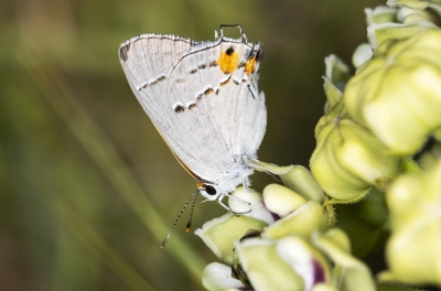 White M Hairstreak Butterfly April 2021